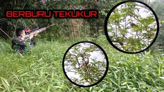 BERBURU TEKUKUR seru abis !! mengunakan senapan SHARP RIVER