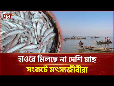 মিঠাপানির মাছ কমে যাওয়ায় উদ্বেগ হাওরাঞ্চলে | Haor Fisheries | Ekattor TV