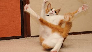 So funny, ridiculous and cute! CAT life will make you laugh by Pets and gags 24,327 views 1 year ago 10 minutes, 53 seconds