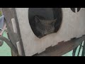 cat wave check 鉾田市猫、波チェック