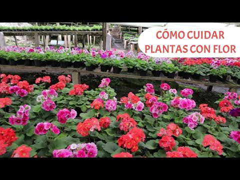 Video: Flores pequeñas que causan un gran impacto: Plantas impresionantes con flores pequeñas