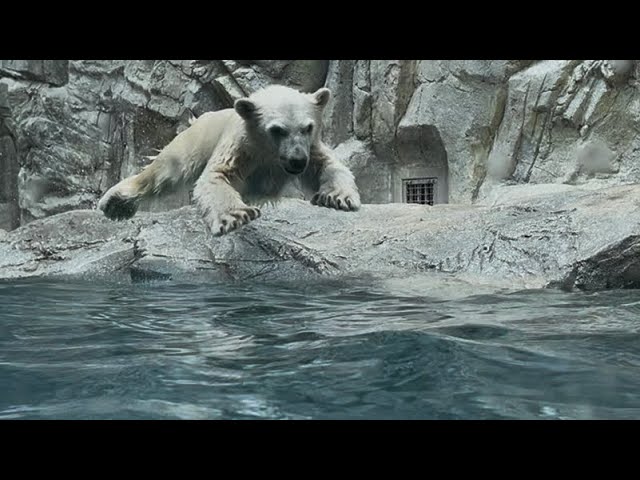 暴れん坊モモ太🐻‍❄️❓ - YouTube