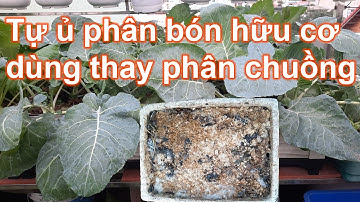 Tự làm phân bón hữu cơ từ rác nhà bếp thay cho phân chuồng | Bà Lan - Nông dân sân thượng #37