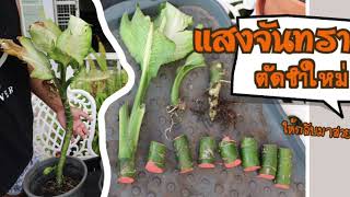 ขยายพันธุ์ ต้นแสงจันทรา ตัดชำ ได้หลายกระถาง(Dieffenbachia sp.)