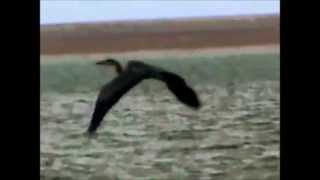 Video thumbnail of "Follow the Heron by Karine Polwart"