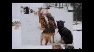 Sejour Canada Episode 4 Tadoussac Les Chiens