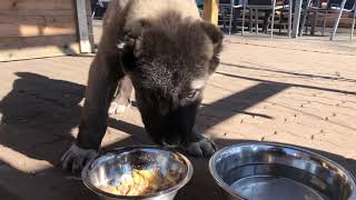 Kangal kıtmir yemeği çok sevdi