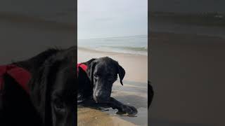 Labrador Puppy In Beach #shorts #puppy #labrador #kerala