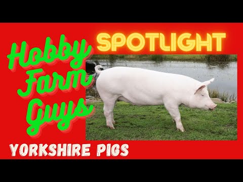 Video: Yorkshire pasmina svinja: opis, produktivnost, uzgoj