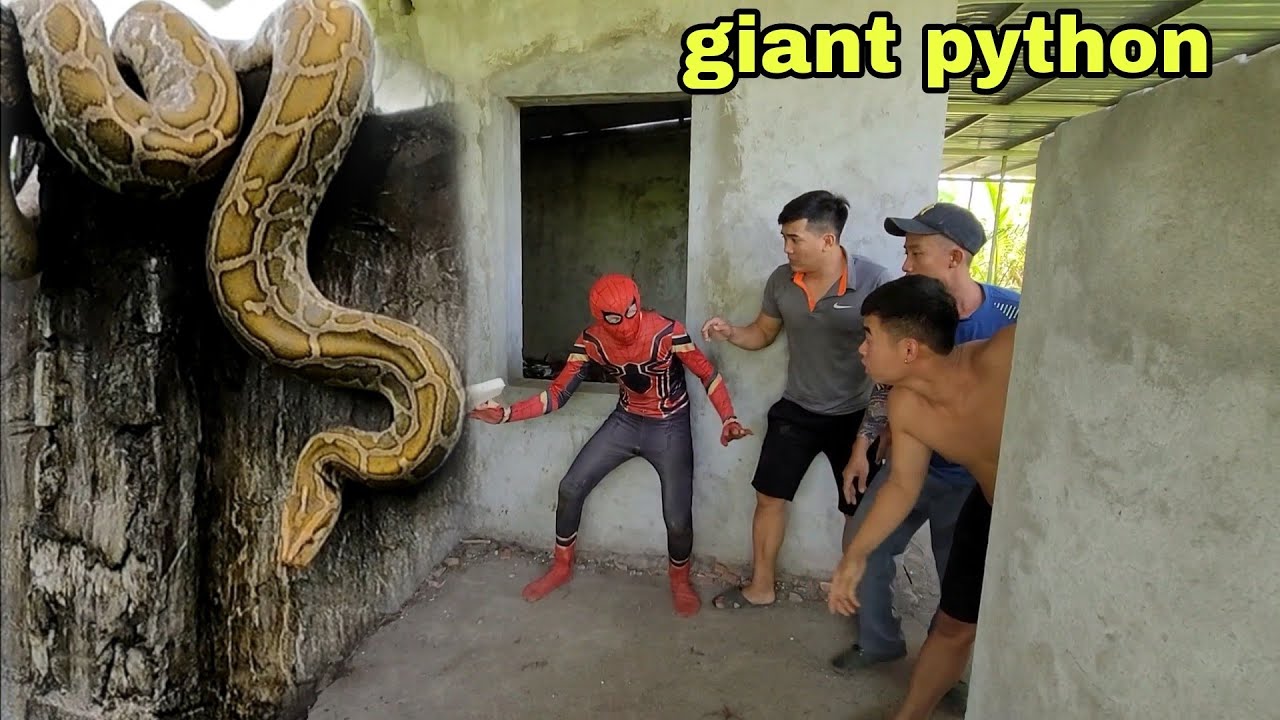 Spider-man and Hunter Fight With A 50kg Snake, Fish King TV | King ...