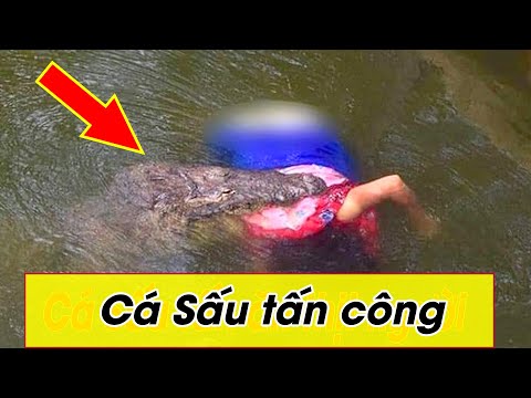 Video: Sĩ quan cảnh sát Florida kêu gọi cứu hộ động vật và bỏ đi với một con chó con