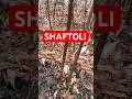 SHAFTOLI KOCHATLARI SOTUVDA #sasna #shaftoli #vodiykochatlari #gilos #hurmo #sasna