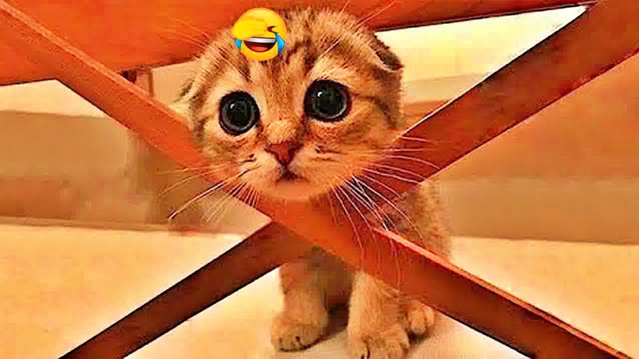Best Funny Animals 2026😹Funniest Dogs and Cats😻🐶