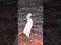 #funny #comedy #viralvideo #petvideos #cute #labrador #hindisong #pets #pritamsongs #pritamff