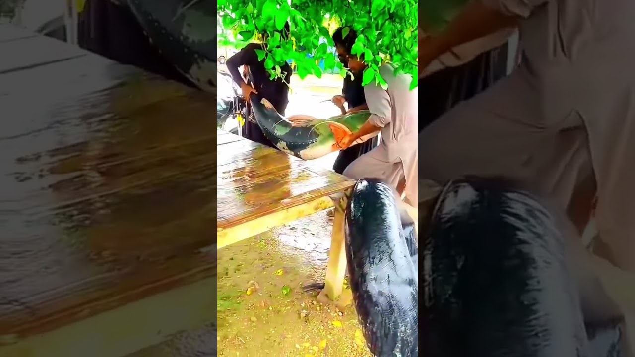 Monstaor fish Sindhi khaga fish