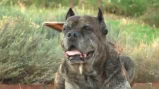 bullenbeisser mastiff