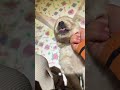 Little pp started doing bad things again. Cute pet dog. Golden Retriever. Cute pet. Little Golde