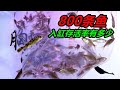 將800條鳑鲏魚，一次性放入魚缸，會是什麽現象