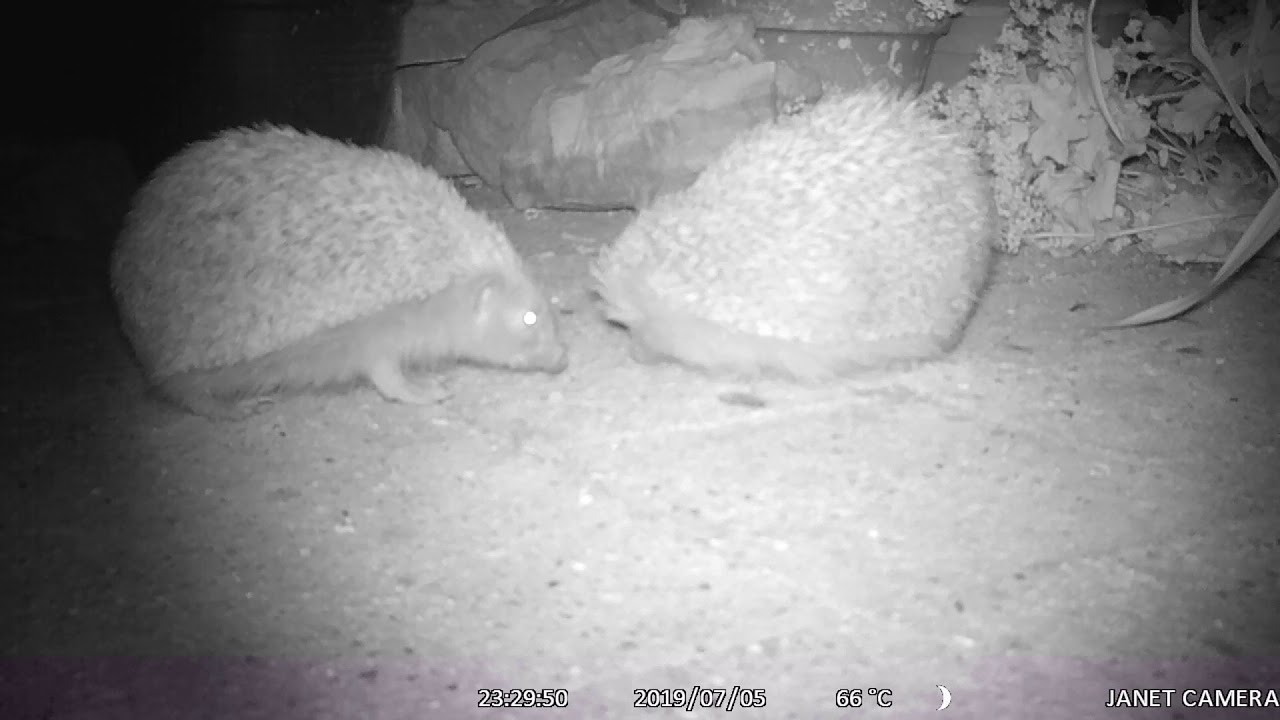 hedgehog night vision camera