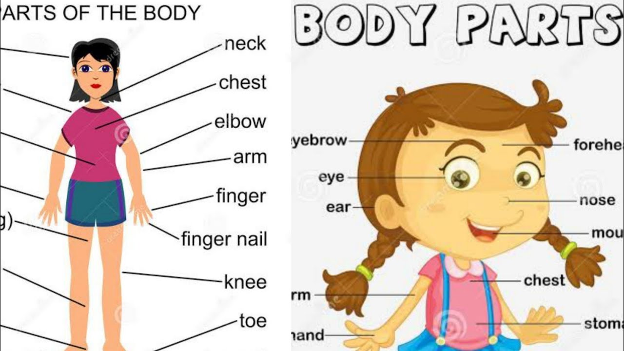 Body Parts Vocabulary || Parts Of The Body in English | Human Body