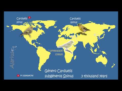 Video: ¿Dónde viven los carduelis?