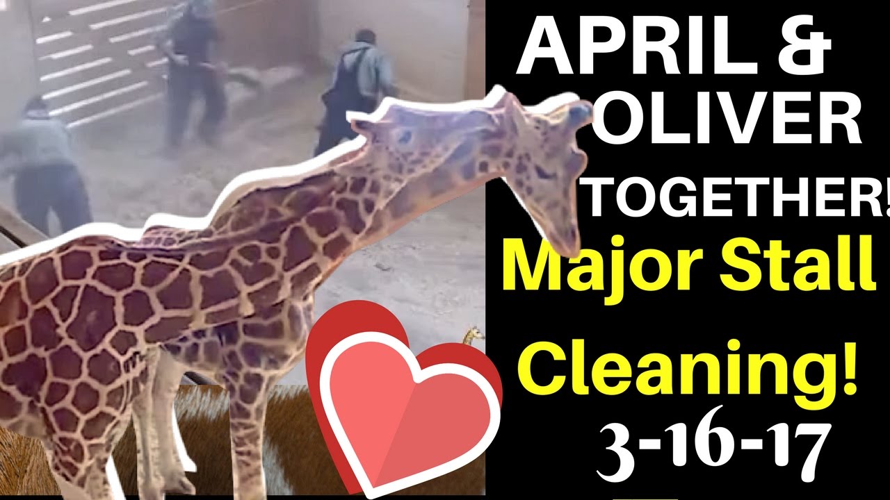 Now That’s TEAMWORK! April & Oliver Share a Pen & Nuzzle as Staff Clean House! April the Giraffe