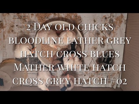 2 Day old chicks bloodline father grey hatch cross blues Mather white hatch cross grey hatch #02