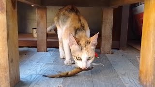 Calico Cat Brings Home a Lizard