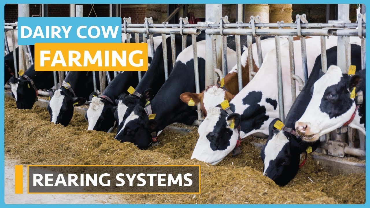 Dairy Cow Farming Lesson 6 Rearing Systems YouTube Dairy Cow Farming Lesson 6 Rearing Systems YouTube