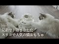 【3COINS】買ってよかったスリコで人気の猫おもちゃ｜ラグドール猫 #106