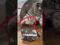 Самые смешные лягушки #животные #шортс #смешныевидео #рейтинг