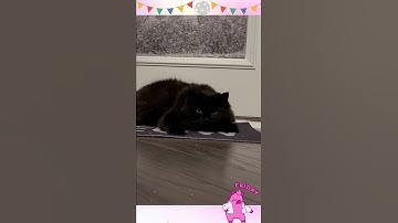 Cat Catnip Party, KITTY LOVES CATNIP, cats funny moments short video