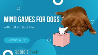 Mental Stimulation Exercise for Dogs - Tissue Box Game - Duck Tolling Retriever by A Duck Toller Named Sable 693 views 2 years ago 3 minutes, 6 seconds