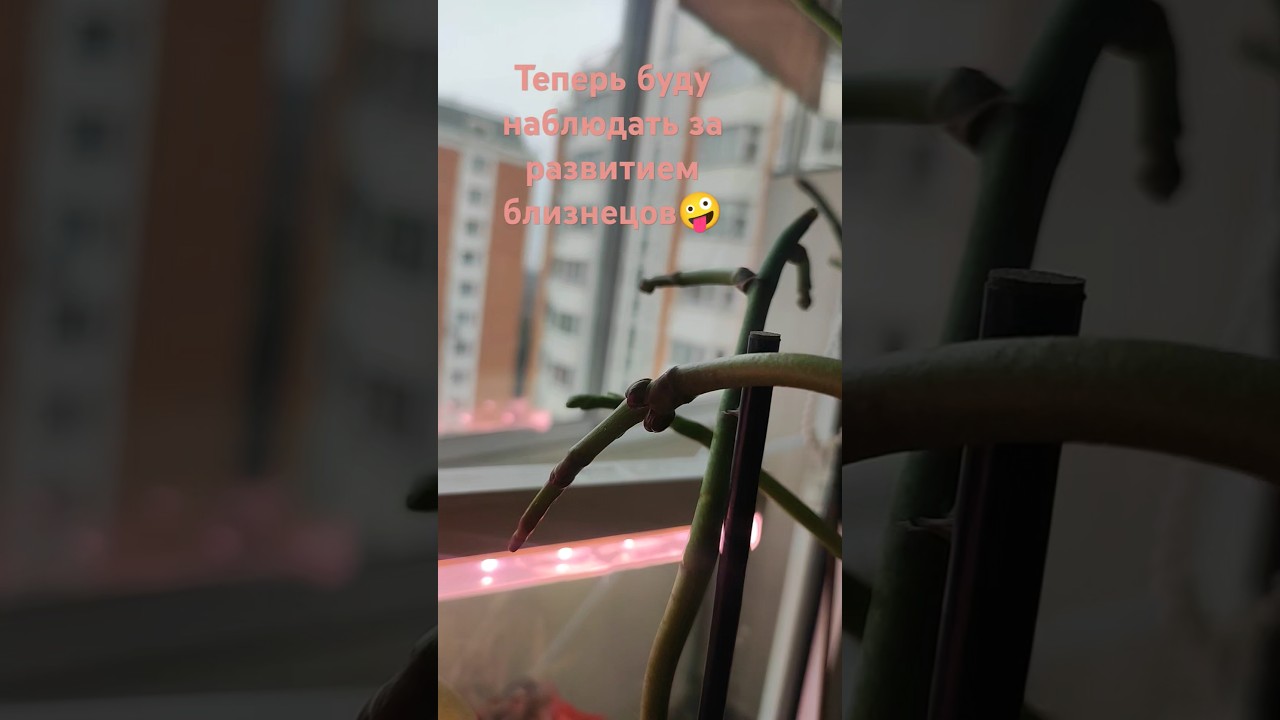 Развитие бутонов-близнецов🤪 