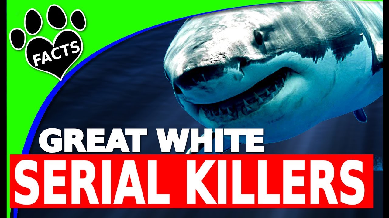 Shark Week: Are Great White Sharks Serial Killers? - Animal Facts