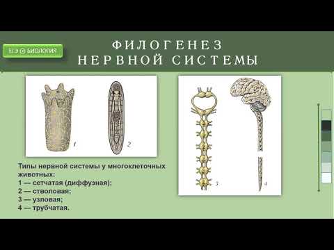 Филогенез нервной системы