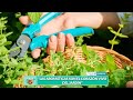 MARIA LAURA VIDAL BAZTERRICA LAS AROMÁTICAS EL ALMA DEL JARDÍN