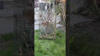 Raccoon in the yard humanely trapped