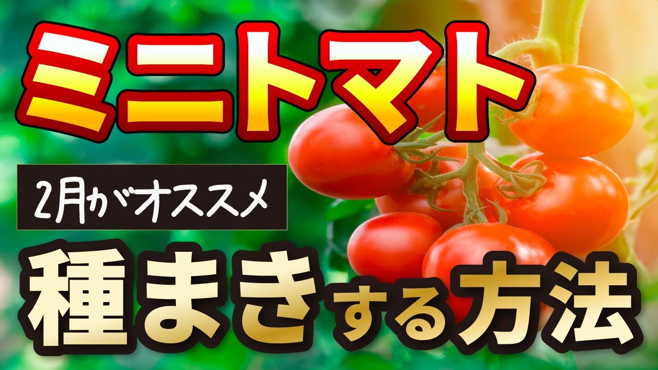 トマト栽培 花が落ちる原因と対策 家庭菜園 Youtube