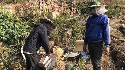 Thu Hoạch Mật Ong Bạc Hà Trên Cao Nguyên Đá Đồng Văn | Thợ Ong Nghiệp Dư