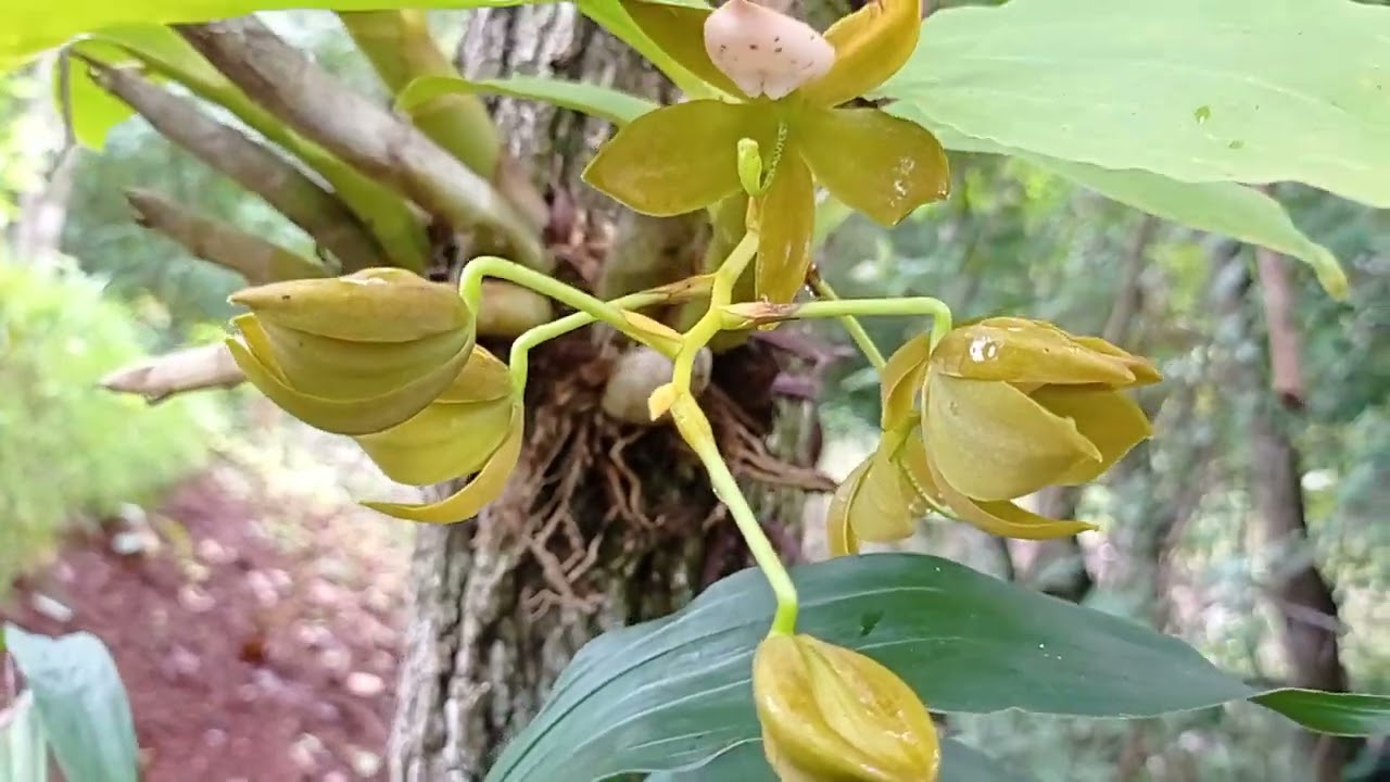 Meu orquidário em meio a natureza. Não esqueçam de se inscrever no canal  sempre terá novidades!!