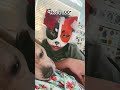 Tee hee #trend #dog #theriantropy #furry #dontletthisflop #antizoo #fypp #furries#therian #therians