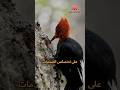 نقار الخشب نقار الخشب معلومات علمية عبقرية التصميم حقائق الطبيعة نقار الخشب نقار الخشب معلومات علمية عبقرية التصميم حقائق الطبيعة