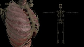 Human Anatomy Footage - No Copyright Video