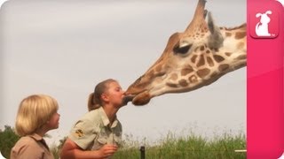 Bindi & Robert Irwin feature  Giraffes (Rosie and Forest)  Growing Up Wild