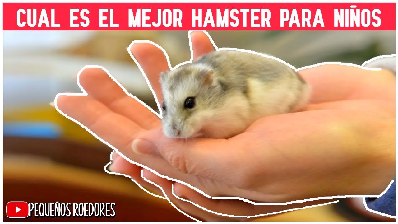 Cuanto tiempo vive un hamster