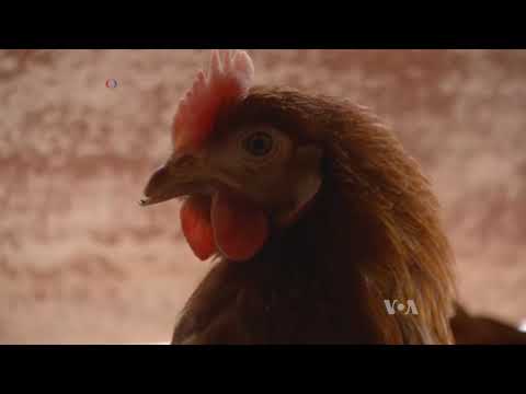 Chicken Waste Could Generate Power Plant Electricity