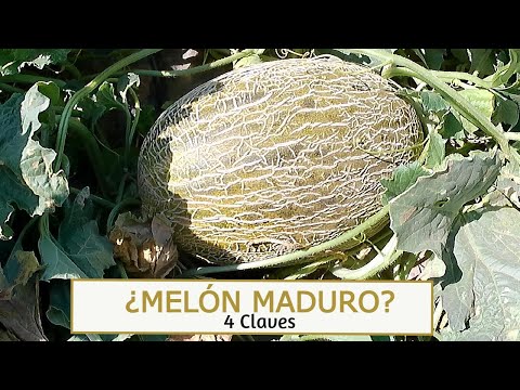 Video: ¿Cómo se sabe cuando el melón está maduro en la vid?