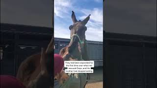 Meet Obsidian, Onyx’s full brother and team mate. #AlaskaAirCAREoke #Horsetok  #fyp #rescuehorse