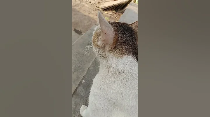 Video 8270551: cat training cute kittens, breeds cat rescue funny, rescue funny cats play, cats catlover cute